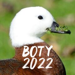 Paradise Shelduck Merch